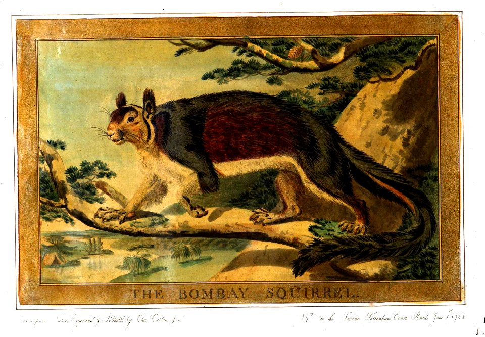 Charles Catton, Animals (1788) Page66 Image1