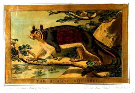 Charles Catton, Animals (1788) Page66 Image1