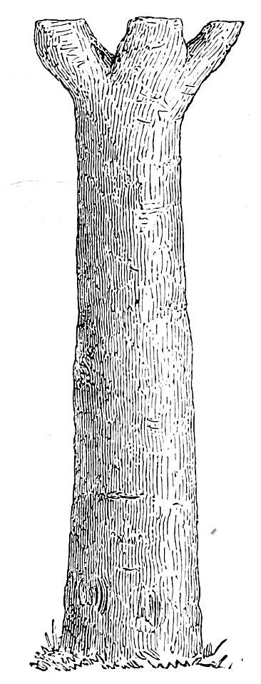 Charles Blanc-Grammaire des arts du dessin-1889 p0138b