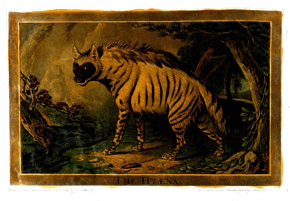 Charles Catton, Animals (1788) Page36 Image1
