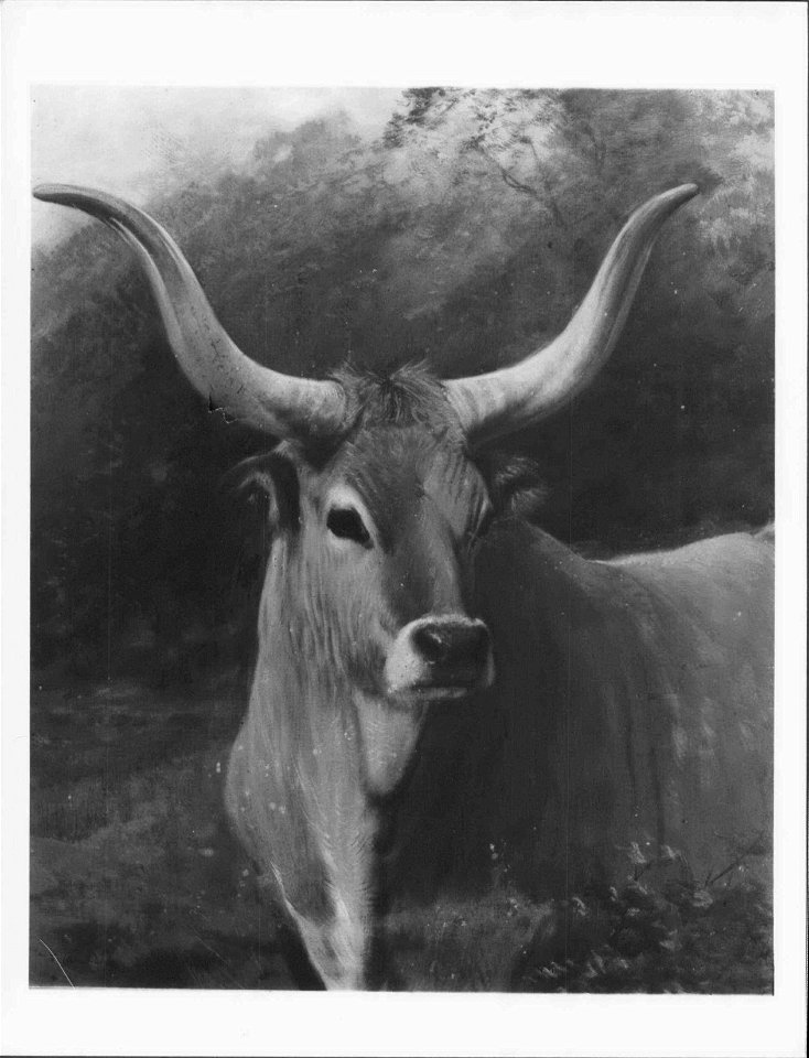 Charles Burton Barber (1845-94) - A Spanish Ox - RCIN 404112 - Royal Collection