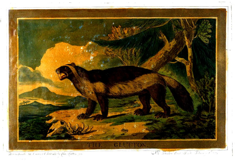 Charles Catton, Animals (1788) Page62 Image1