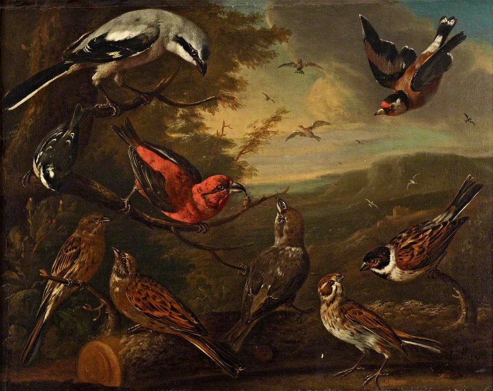Charles Collins (c.1680-1744) - British Birds, Great Grey Shrike, Goldfinch, Coal Tit, a Pair of Crossbills, a Pair of Yellowhammers, and a Pair of Reed Buntings - 515473 - National Trust