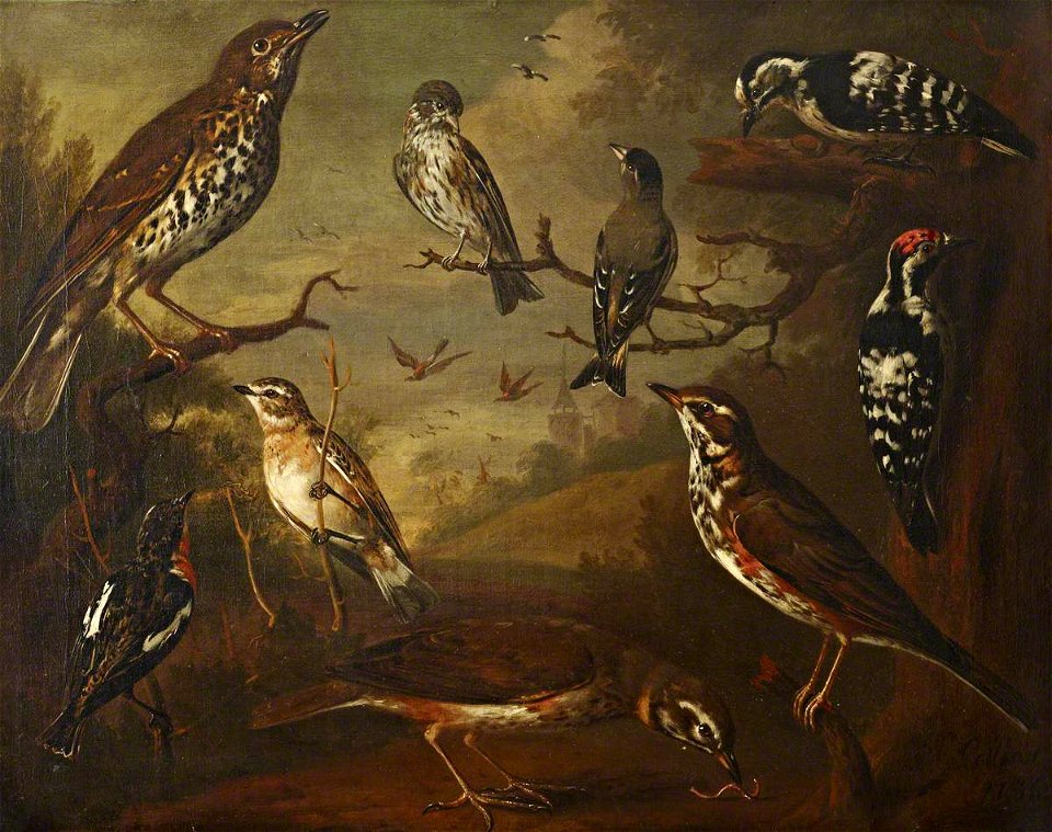 Charles Collins (c.1680-1744) - British Birds, Cock Redwing, Hen Redwing, Cock Whinchat, Hen Whinchat, Cock Aberderine, Cock Small S - 515472 - National Trust