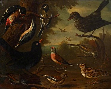 Charles Collins (c.1680-1744) - British Birds, Hen Blackbird, Great Tit, Nuthatch, Great Spotted Woodpecker, Cock Whitethroat, Cock - 515477 - National Trust