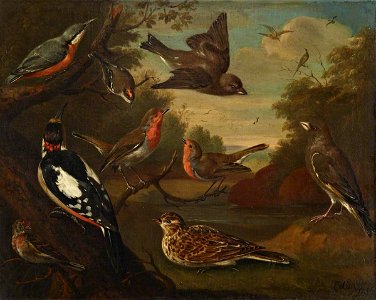 Charles Collins (c.1680-1744) - British Birds, Nuthatch, Gold Crest, Greenfinches, Great Spotted Woodpecker, Robins, Redpoll, and a Skylark - 515476 - National Trust