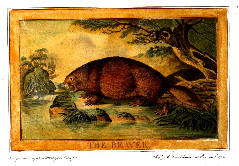 Charles Catton, Animals (1788) Page60 Image1