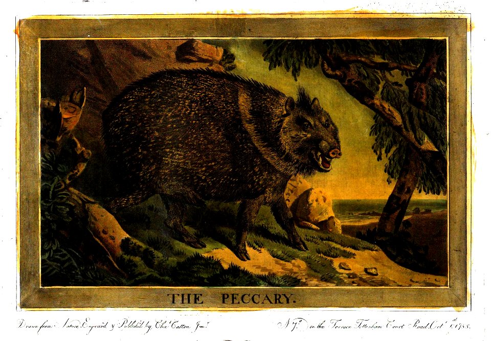 Charles Catton, Animals (1788) Page68 Image1