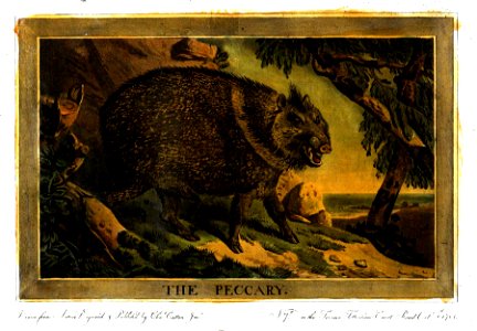 Charles Catton, Animals (1788) Page68 Image1