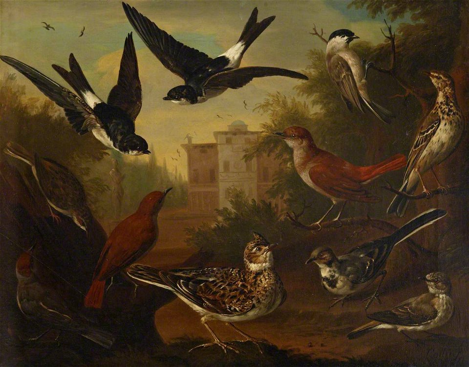 Charles Collins (c.1680-1744) - British Birds, Cock Skylark, Hen Beam Bird, Hen White Wagtail, Hen Blackcap, Cock Nightingale, Hen N - 515470 - National Trust