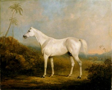 Charles Henry Schwanfelder (1774-1837) - 'Graniki', a Grey Arab Stallion in an Indian Landscape - 631089 - National Trust