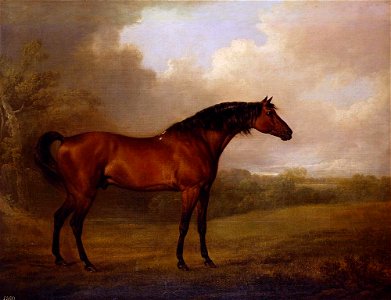 Charles Henry Schwanfelder (1773-1837) - Portrait of a Bay Horse - RCIN 404369 - Royal Collection
