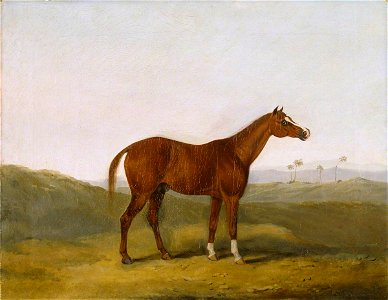 Charles Henry Schwanfelder (1774-1837) - The Cole Arabian in an Indian Landscape - 631088 - National Trust
