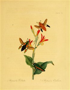 Donovan - Insects of China, 1838 - pl 07