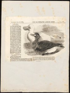 Didus ineptus - 1856 - Print - Iconographia Zoologica - Special Collections University of Amsterdam - UBA01 IZ15600001