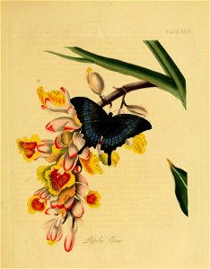 Donovan - Insects of China, 1838 - pl 23