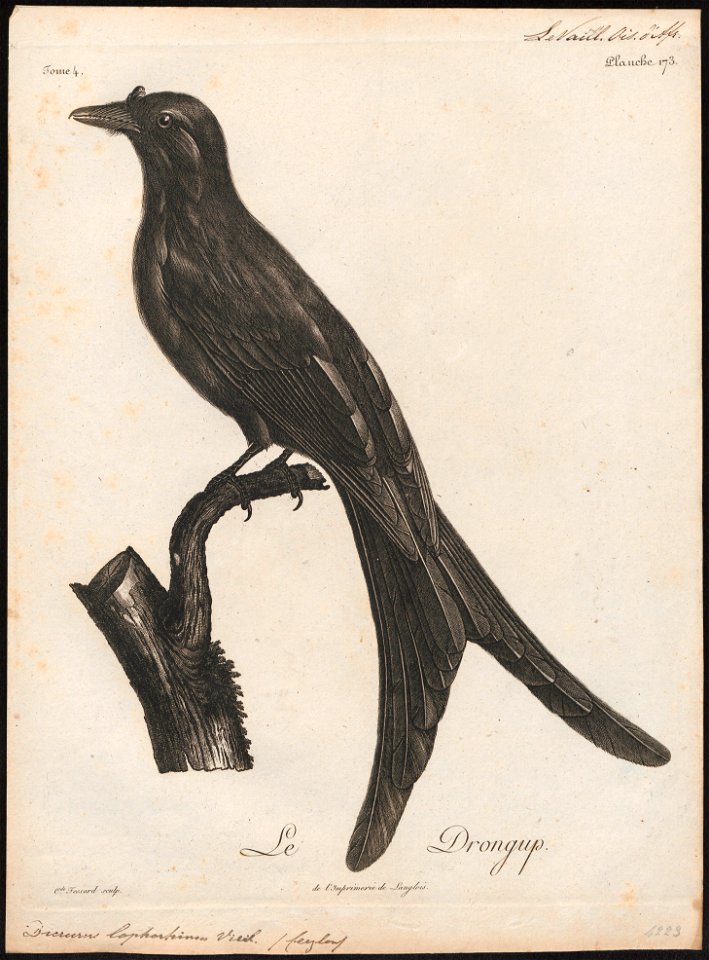 Dicrurus lophorhinus - 1796-1808 - Print - Iconographia Zoologica - Special Collections University of Amsterdam - UBA01 IZ16400083