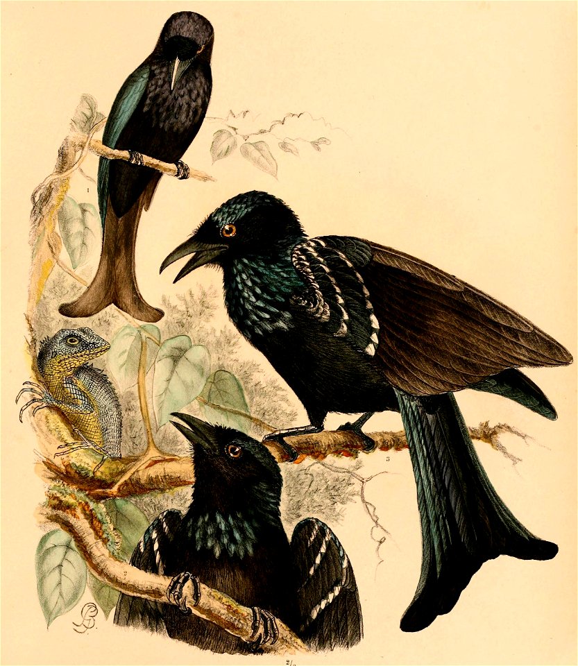 Dicrurus hottentottus leucops 1898