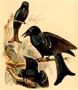 Dicrurus hottentottus leucops 1898