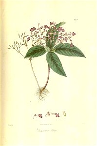 Didymocarpusoblongus