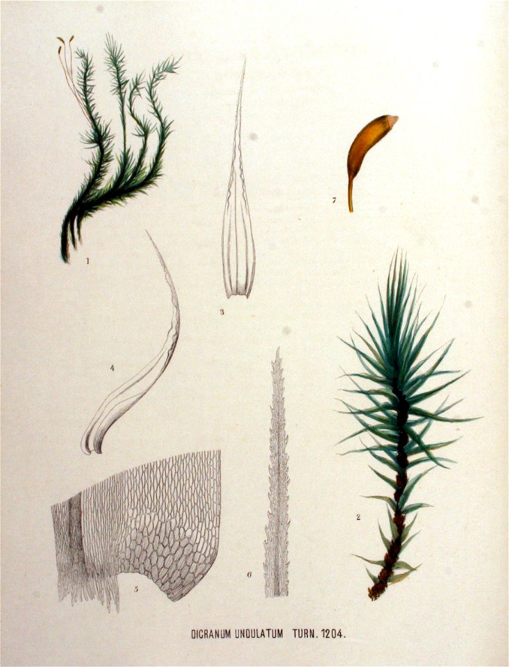 Dicranum undulatum — Flora Batava — Volume v16