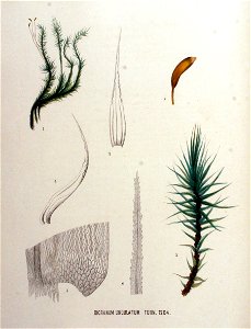 Dicranum undulatum — Flora Batava — Volume v16. Free illustration for personal and commercial use.
