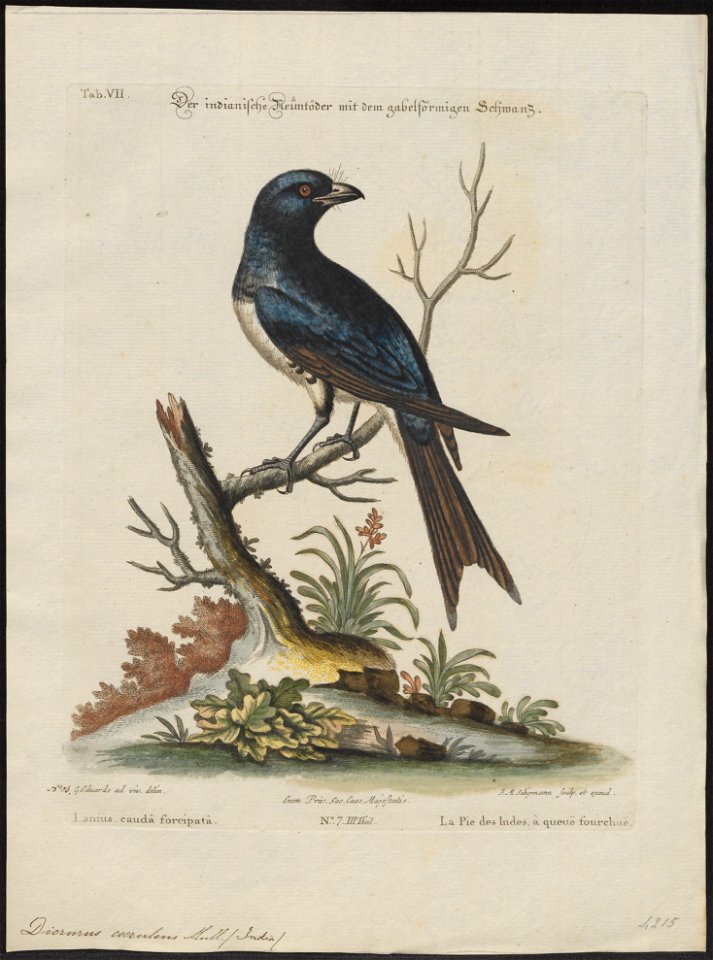 Dicrurus caeruleus - 1700-1880 - Print - Iconographia Zoologica - Special Collections University of Amsterdam - UBA01 IZ16400077