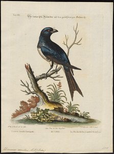 Dicrurus caeruleus - 1700-1880 - Print - Iconographia Zoologica - Special Collections University of Amsterdam - UBA01 IZ16400077
