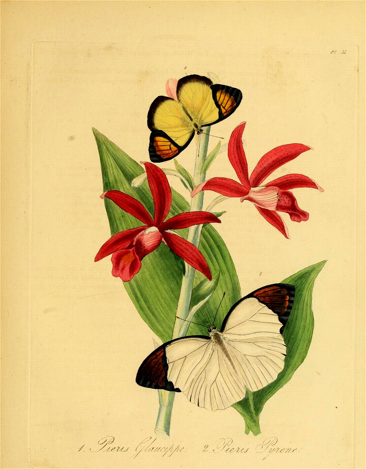 Donovan - Insects of China, 1838 - pl 31