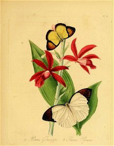 Donovan - Insects of China, 1838 - pl 31
