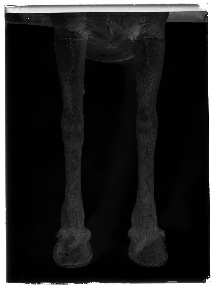 Gustav II Adolfs häst från Slaget vid Lützen 1632-11-06, kallad Streiff - Livrustkammaren - 77975-negative
