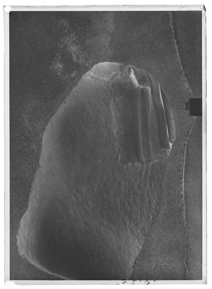 Gustav II Adolfs Lützenkyller - Livrustkammaren - 18049-negative