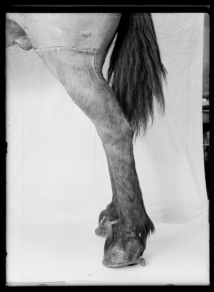 Gustav II Adolfs häst från Slaget vid Lützen 1632-11-06, kallad Streiff - Livrustkammaren - 60854