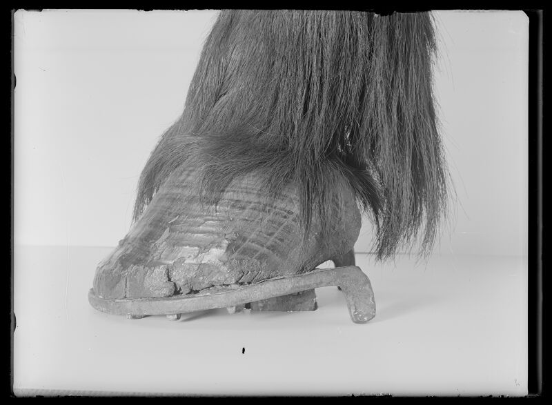 Gustav II Adolfs häst från Slaget vid Lützen 1632-11-06, kallad Streiff - Livrustkammaren - 9489