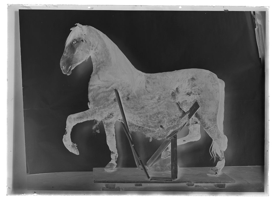Gustav IIIs häst Kaulbars - Livrustkammaren - 60337-negative