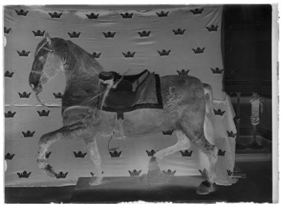 Gustav IIIs häst Kaulbars - Livrustkammaren - 43405-negative