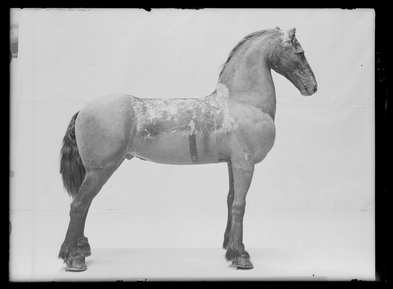 Gustav II Adolfs häst från Slaget vid Lützen 1632-11-06, kallad Streiff - Livrustkammaren - 940