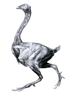 George Stubbs - Bird - WGA21952