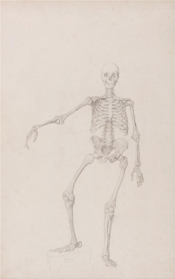 George Stubbs - A Comparative Anatomical Exposition of the Structure of the Human Body with that of a Tiger and a Co... - Google Art Project (2345889)