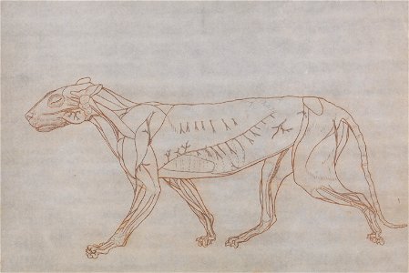 George Stubbs - A Comparative Anatomical Exposition of the Structure of the Human Body with That of a Tiger and a Co... - Google Art Project (2348755)