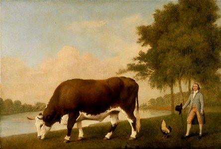 George Stubbs - The Lincolnshire Ox - Google Art Project