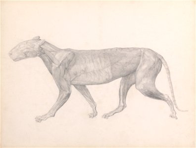 George Stubbs - A Comparative Anatomical Exposition of the Structure of the Human Body with that of a Tiger and a Co... - Google Art Project (2342988). Free illustration for personal and commercial use.