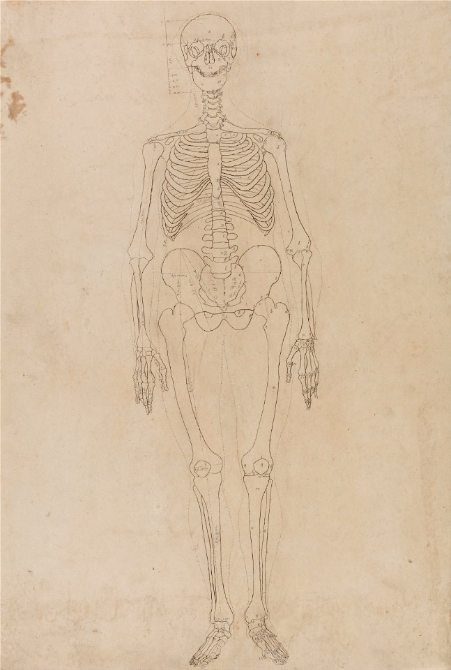 George Stubbs - A Comparative Anatomical Exposition of the Structure of the Human Body with that of a Tiger and a Co... - Google Art Project (2349560)