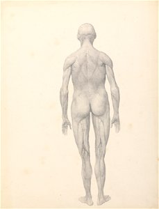 George Stubbs - A Comparative Anatomical Exposition of the Structure of the Human Body with that of a Tiger and a Co... - Google Art Project (2364007)