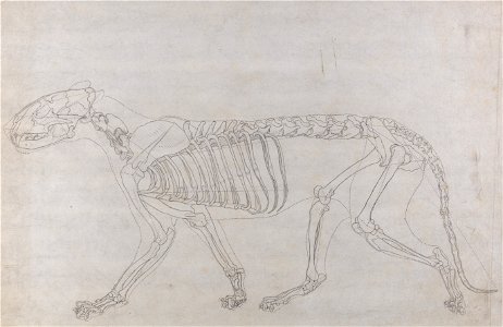 George Stubbs - A Comparative Anatomical Exposition of the Structure of the Human Body with That of a Tiger and a Co... - Google Art Project (2348746)
