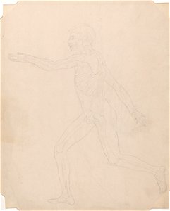 George Stubbs - A Comparative Anatomical Exposition of the Structure of the Human Body with that of a Tiger and a Co... - Google Art Project (2349603)