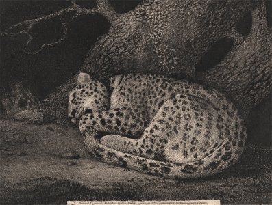 George Stubbs - A Sleeping Leopard - Google Art Project. Free illustration for personal and commercial use.