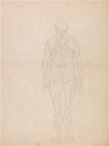 George Stubbs - A Comparative Anatomical Exposition of the Structure of the Human Body with that of a Tiger and a Co... - Google Art Project (2360226)