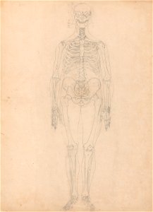 George Stubbs - A Comparative Anatomical Exposition of the Structure of the Human Body with That of a Tiger and a Co... - Google Art Project (2365021)