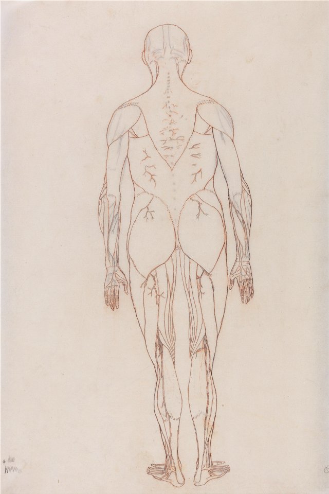 George Stubbs - A Comparative Anatomical Exposition of the Structure of the Human Body with That of a Tiger and a Co... - Google Art Project (2350973)